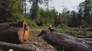 Best Tree Cabling and Bracing  in Innotion, VA
