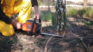 Best Leaf Removal  in Innotion, VA